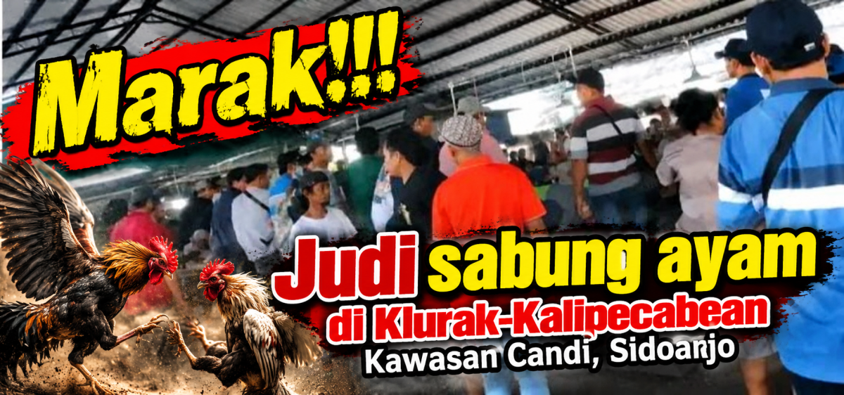Aktivitas Sabung Ayam Rutin Berlangsung di Perbatasan Klurak,Kalipecabean,Kawasan Candi Sidoarjo, APH diminta Tindak teg